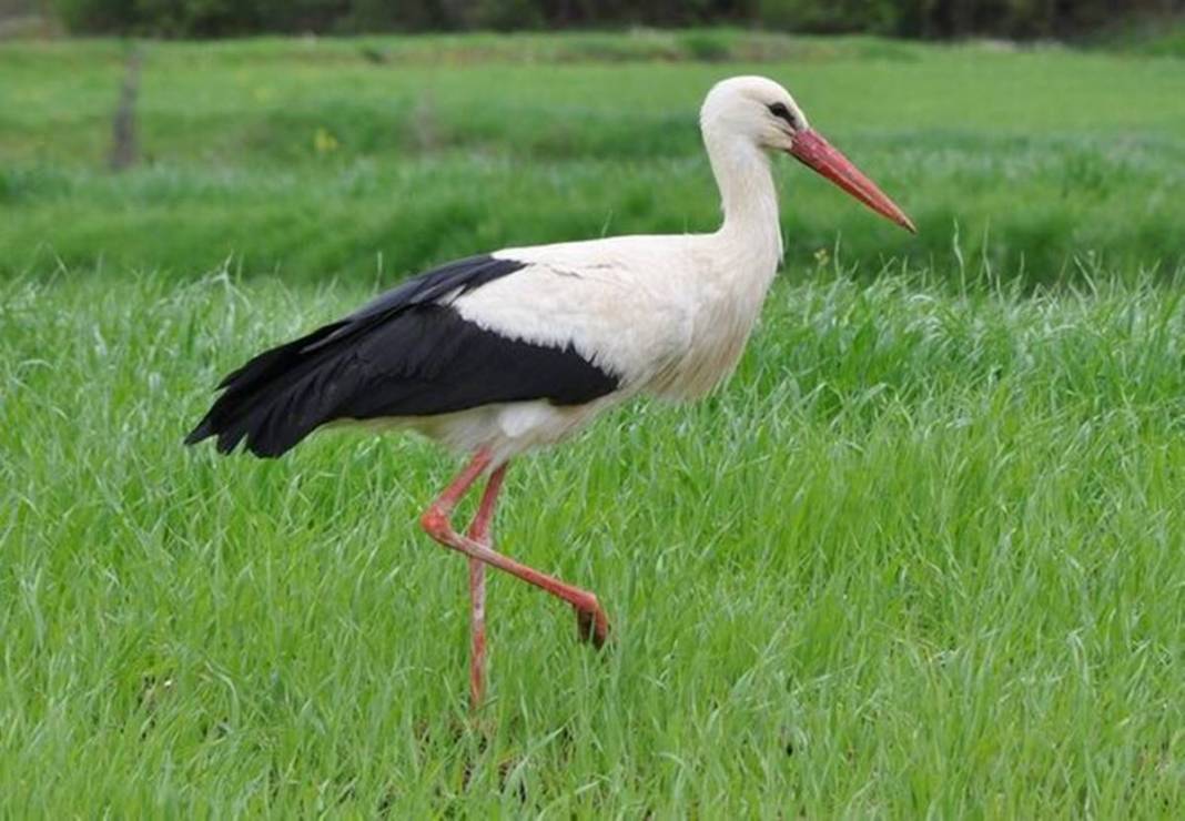 Artık bu zahmete girmiyorlar bile! Doğanın dengesinin bozulduğunun en büyük ispatı gibi... 7